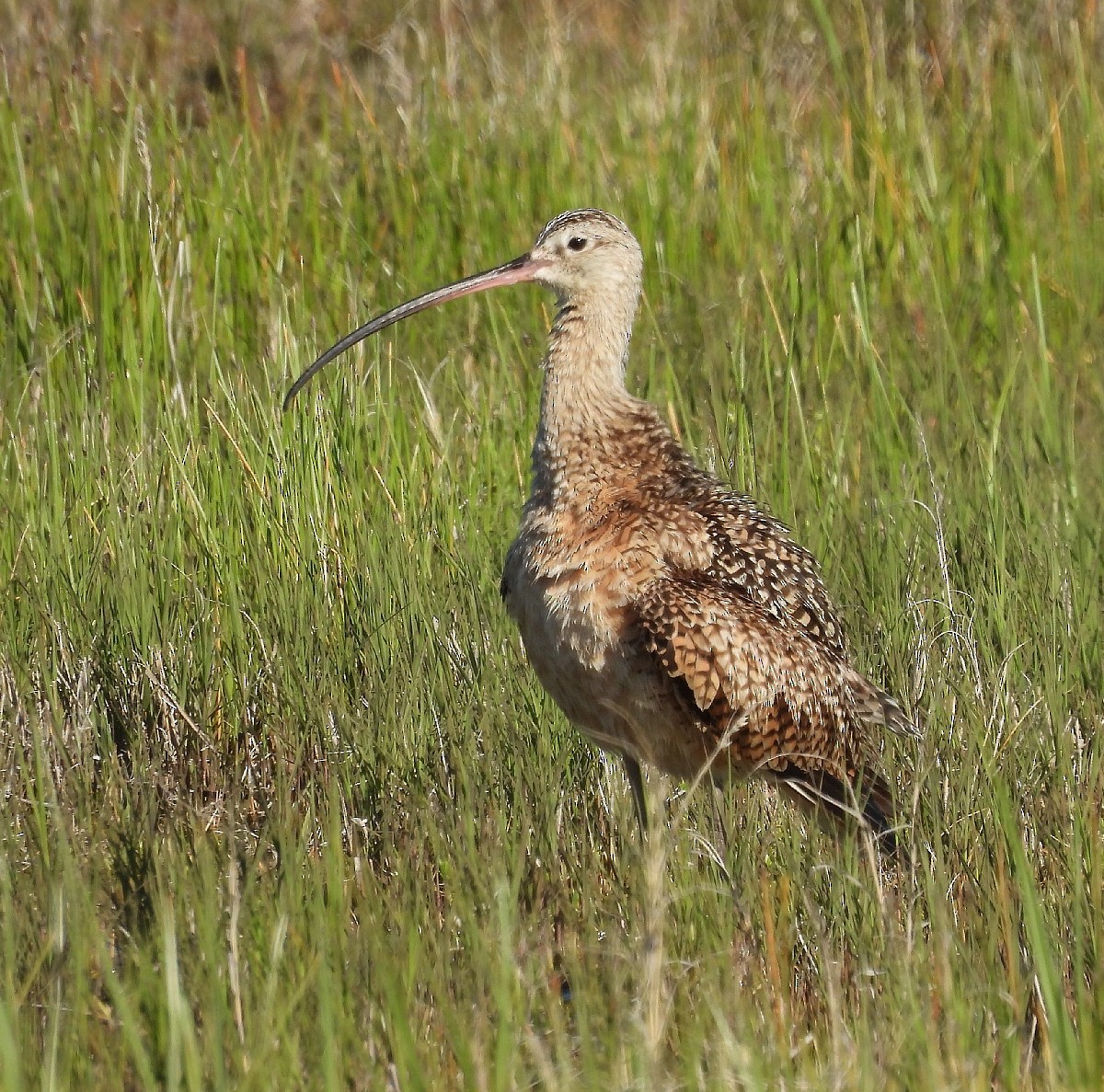 Long-billed Curlew - ML621081446