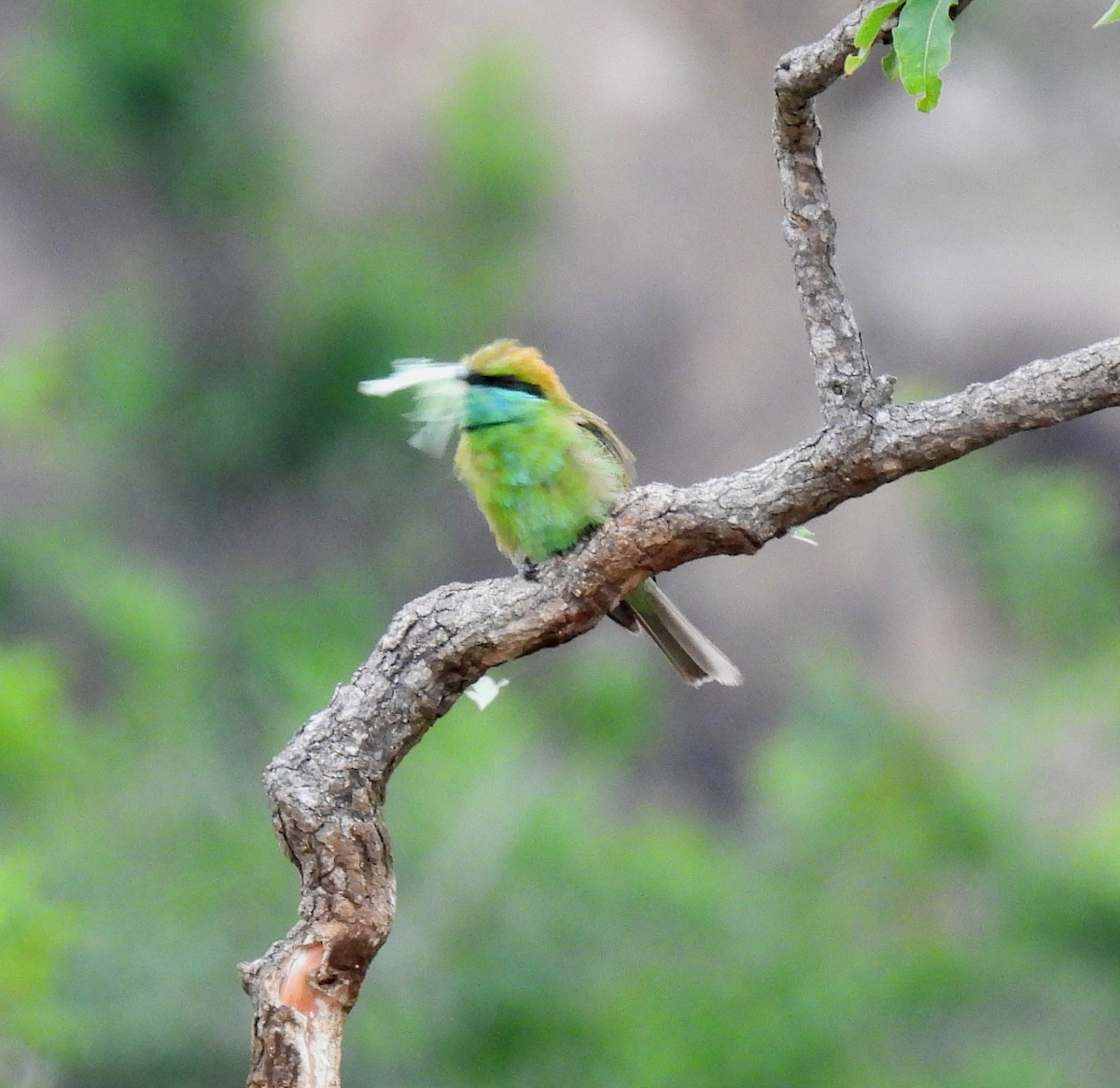 Asian Green Bee-eater - ML621081466