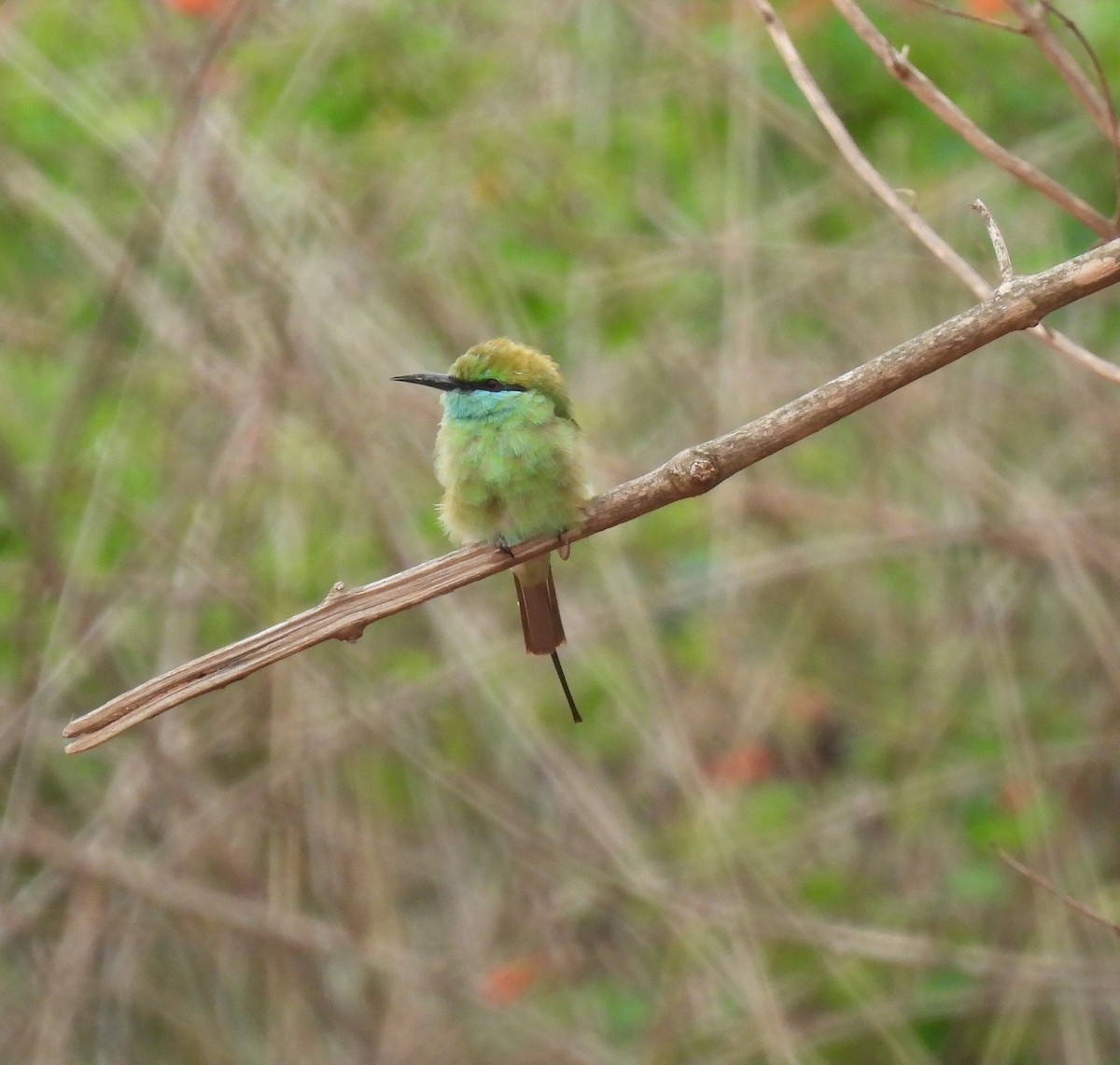 Asian Green Bee-eater - ML621081475