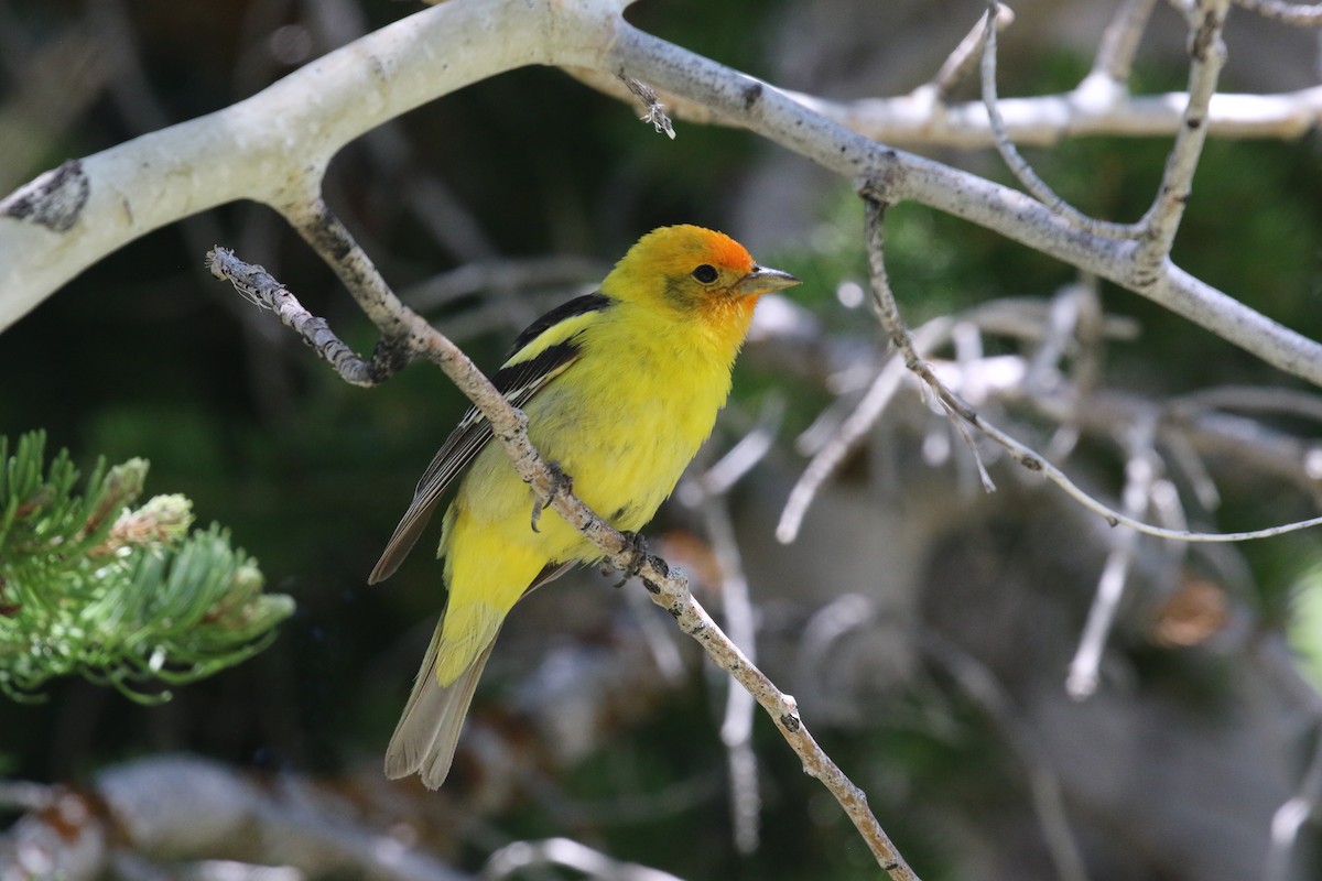 Western Tanager - ML621081492