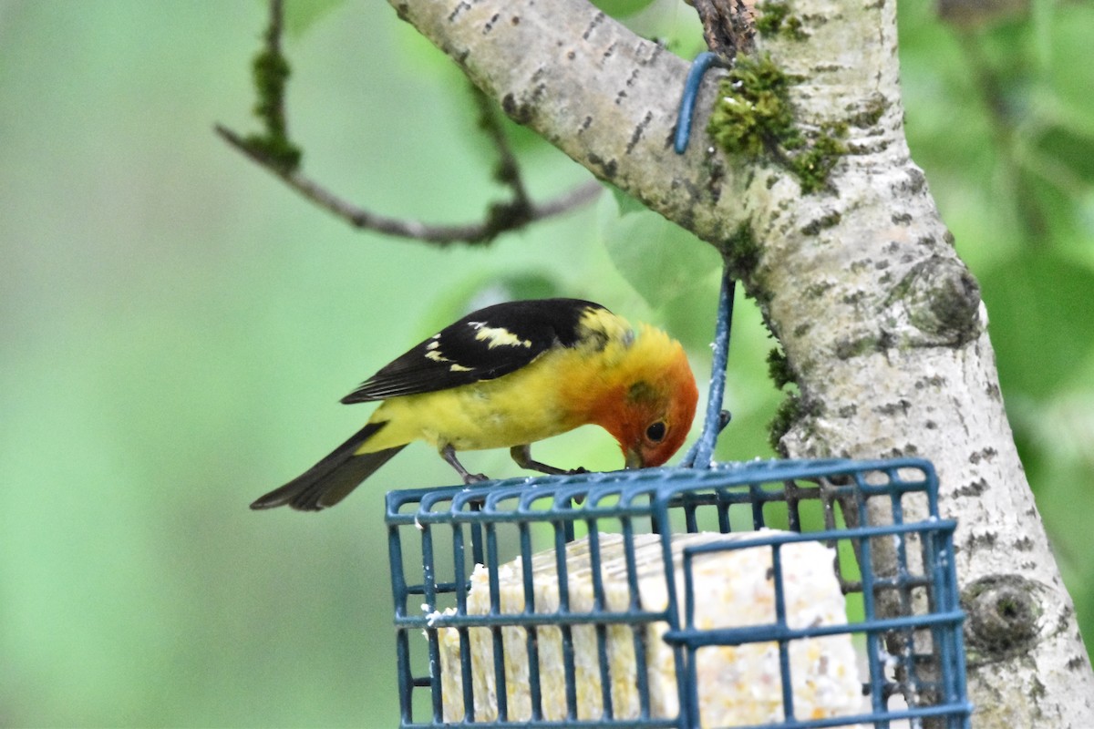 Western Tanager - ML621081502