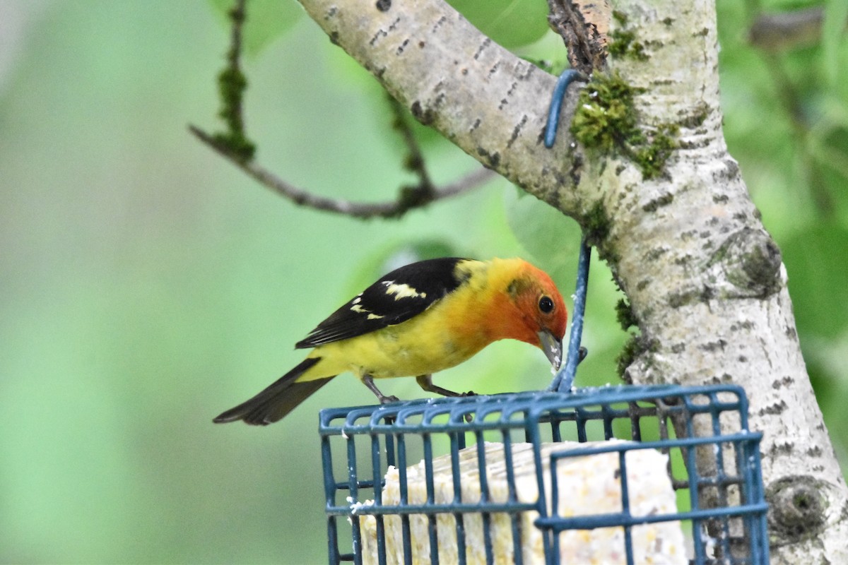 Western Tanager - ML621081512