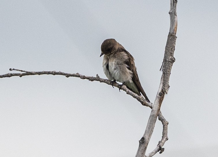 Northern Rough-winged Swallow - David Campbell