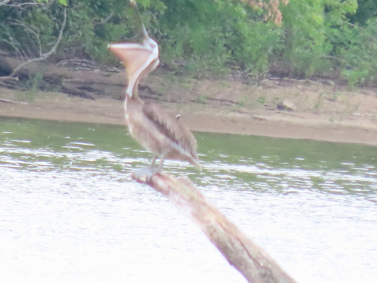 Brown Pelican - ML621081598