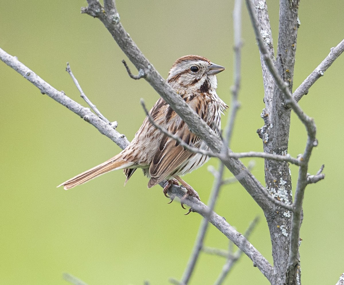 Song Sparrow - ML621081600