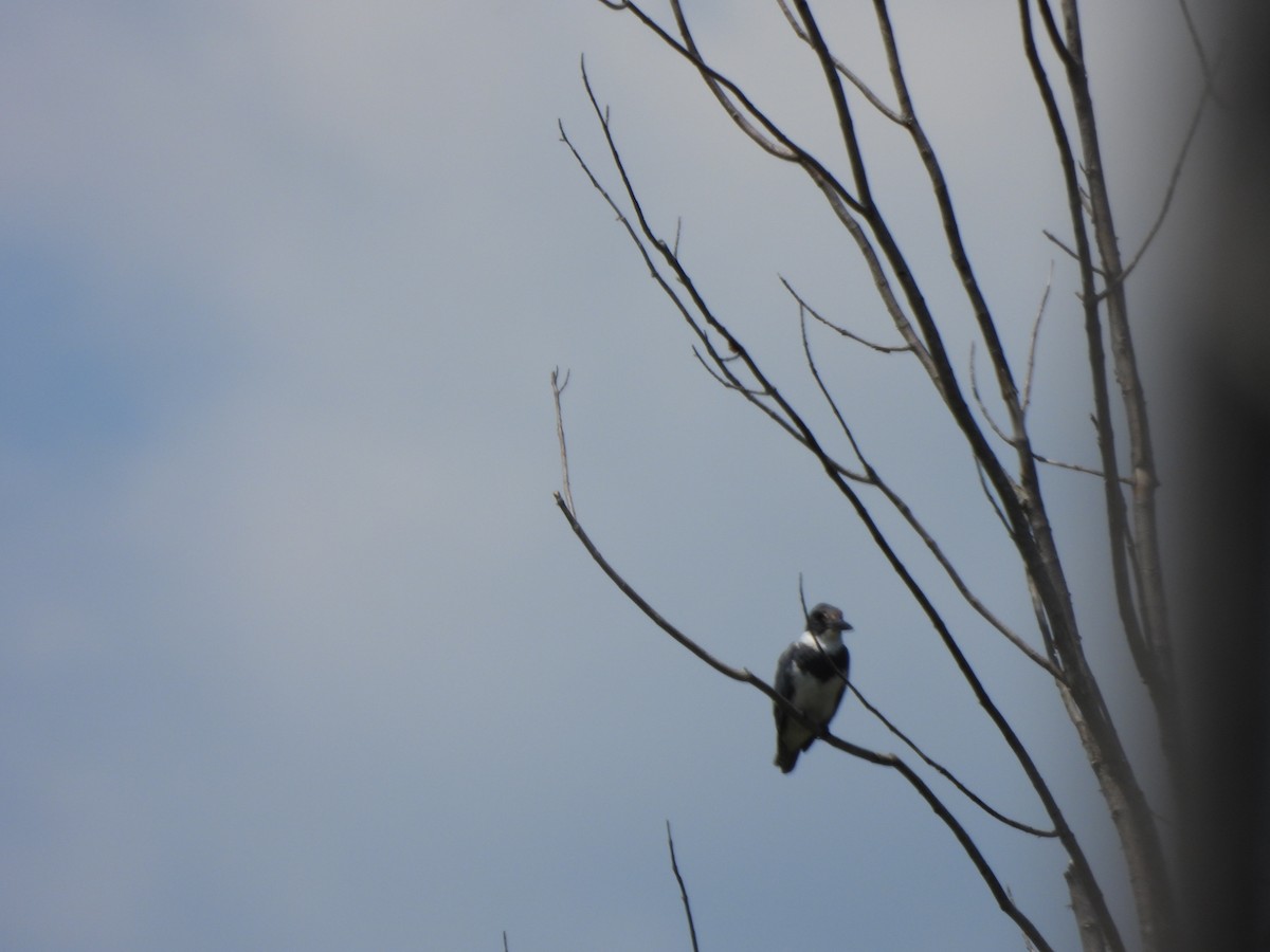 Belted Kingfisher - ML621081601