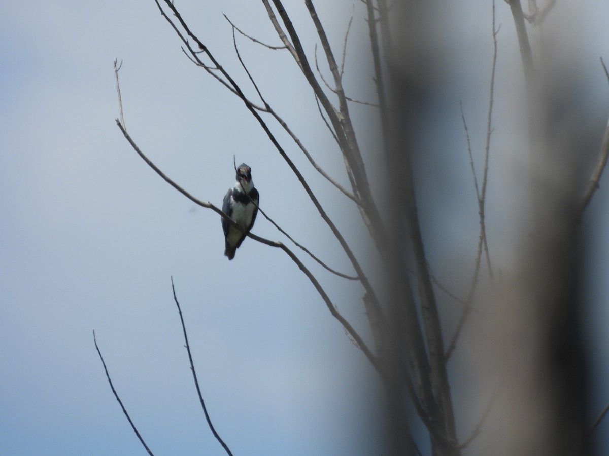Belted Kingfisher - ML621081602