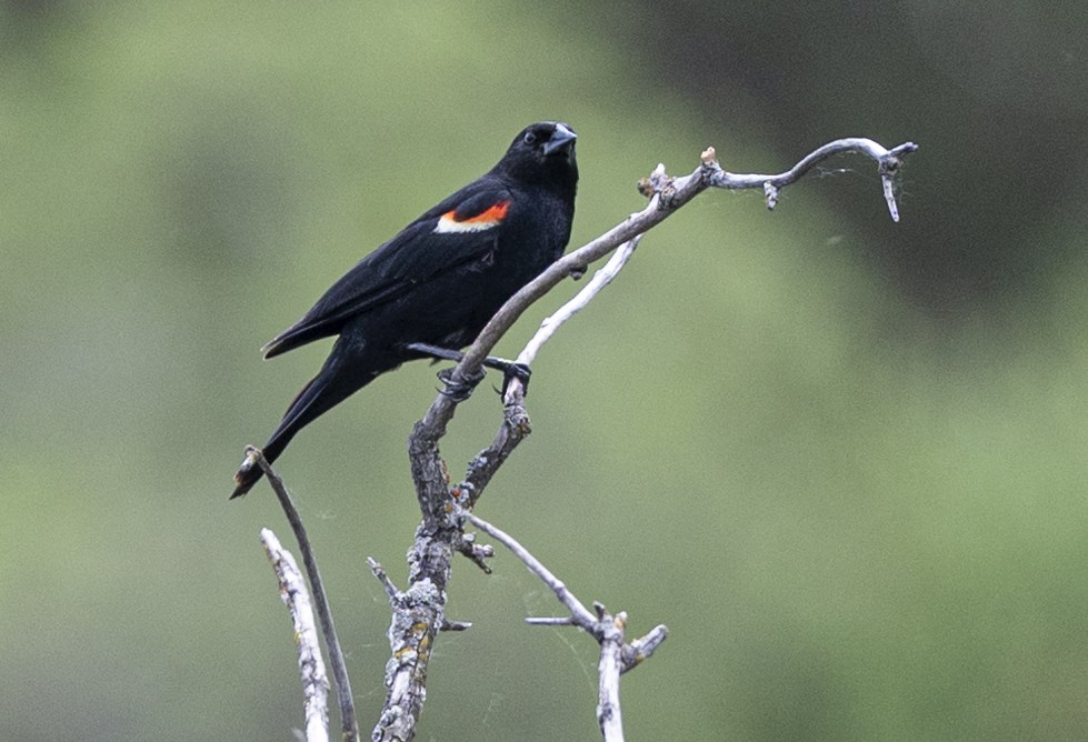 Red-winged Blackbird - ML621081603