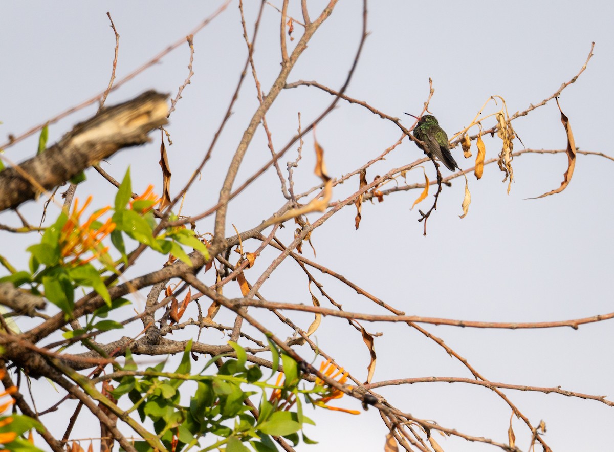 kolibřík širokozobý - ML621081614