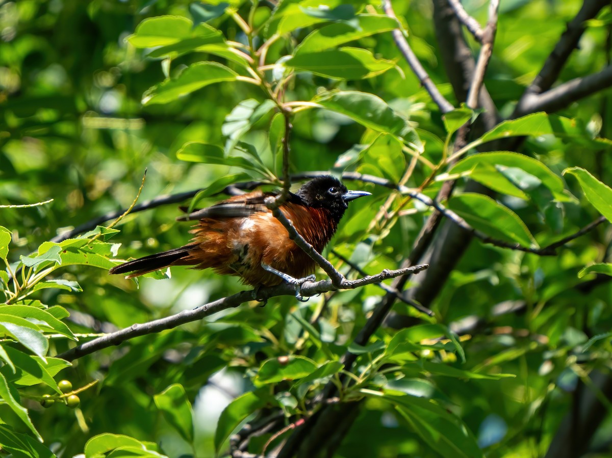 Orchard Oriole - ML621081615