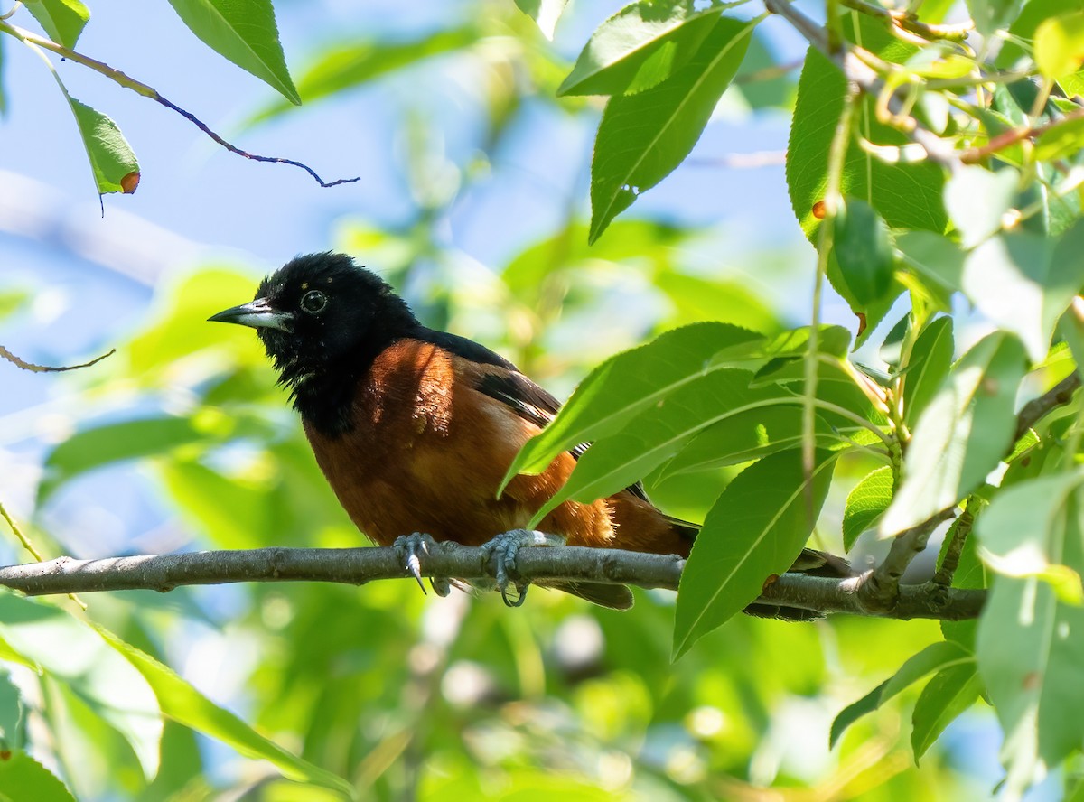 Orchard Oriole - ML621081617