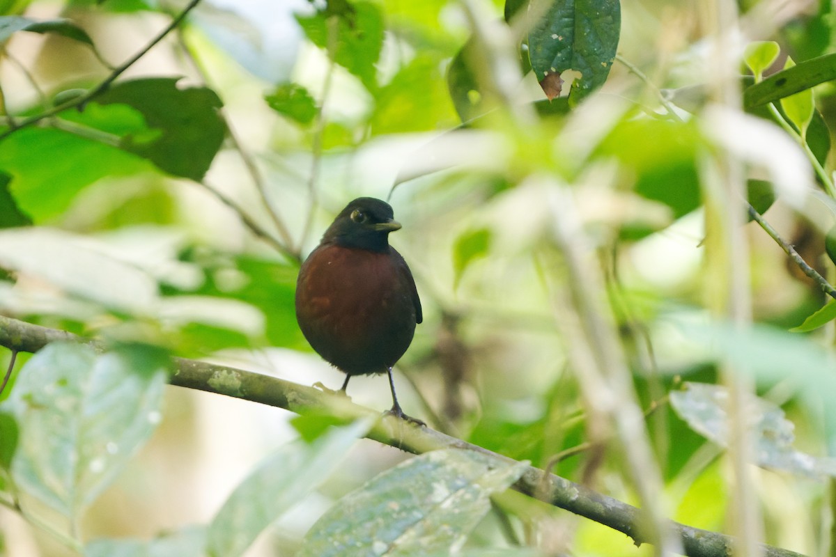 Rufous-breasted Antthrush - ML621081620