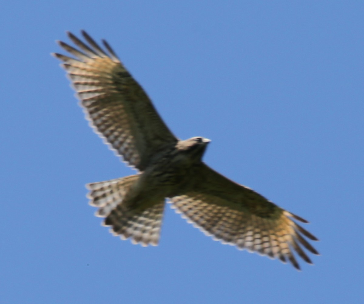 Red-tailed Hawk - ML621081645