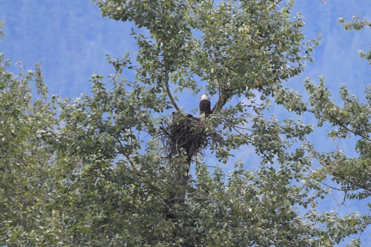 Bald Eagle - ML621081674