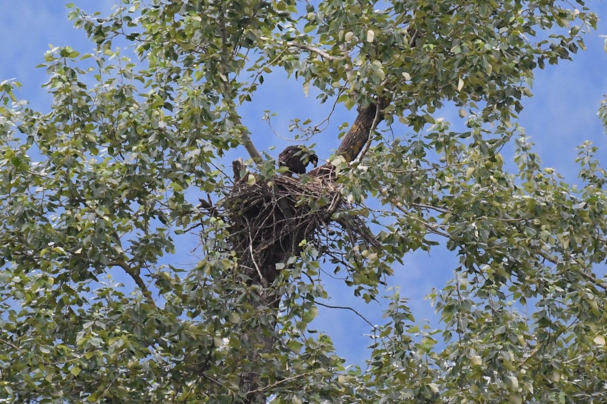 Bald Eagle - ML621081675