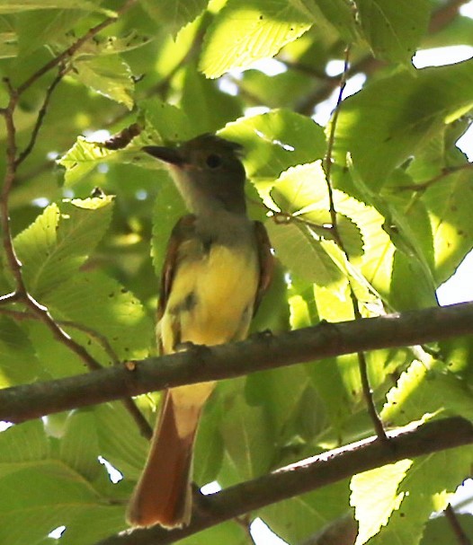 Great Crested Flycatcher - ML621081682