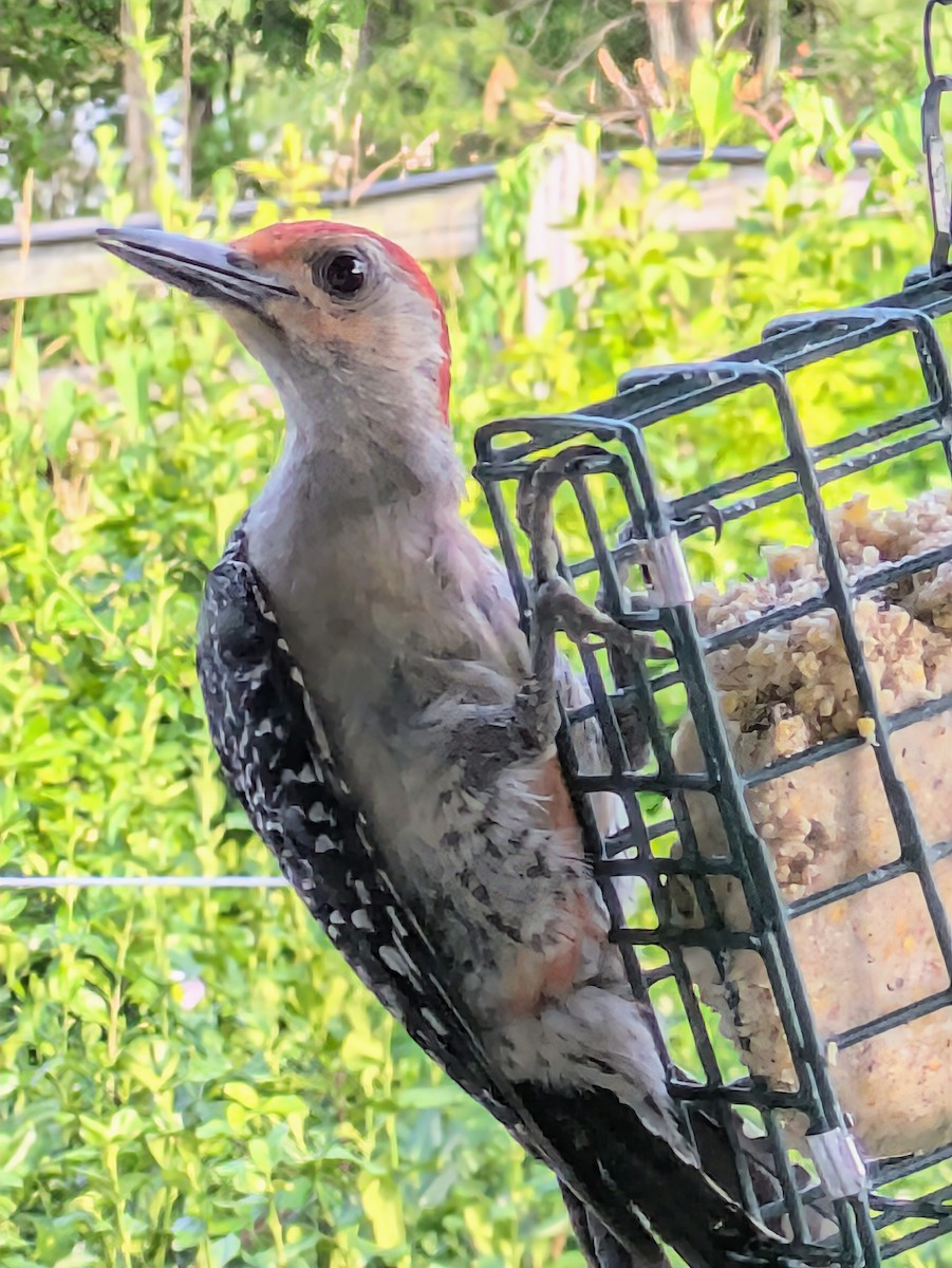 Red-bellied Woodpecker - Terese Gee