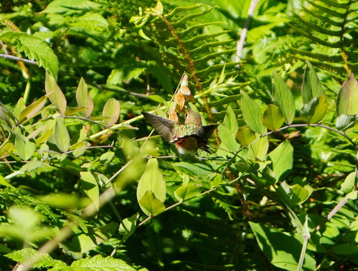 Rufous Hummingbird - ML621081749