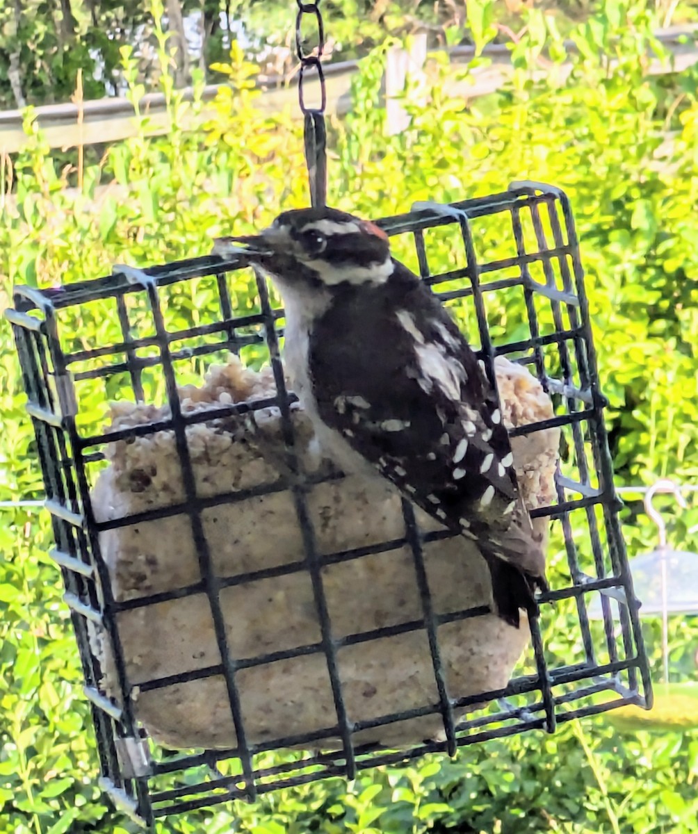 Downy Woodpecker - Terese Gee