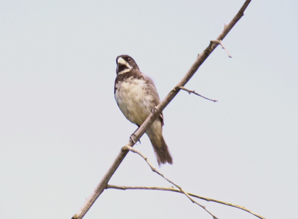 Double-collared Seedeater - ML621081785