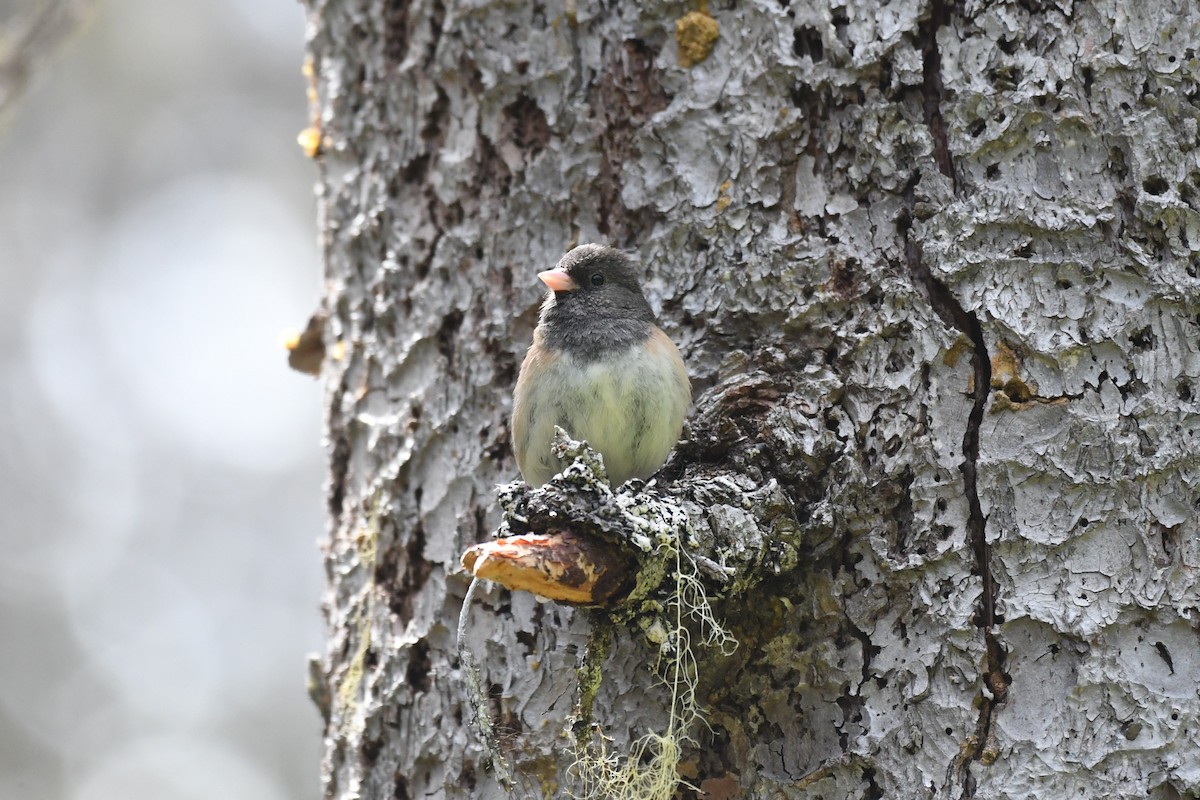 Dark-eyed Junco (Oregon) - ML621081809