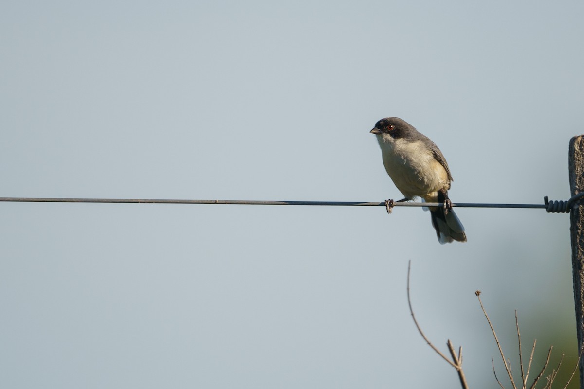 Black-capped Warbling Finch - ML621081822