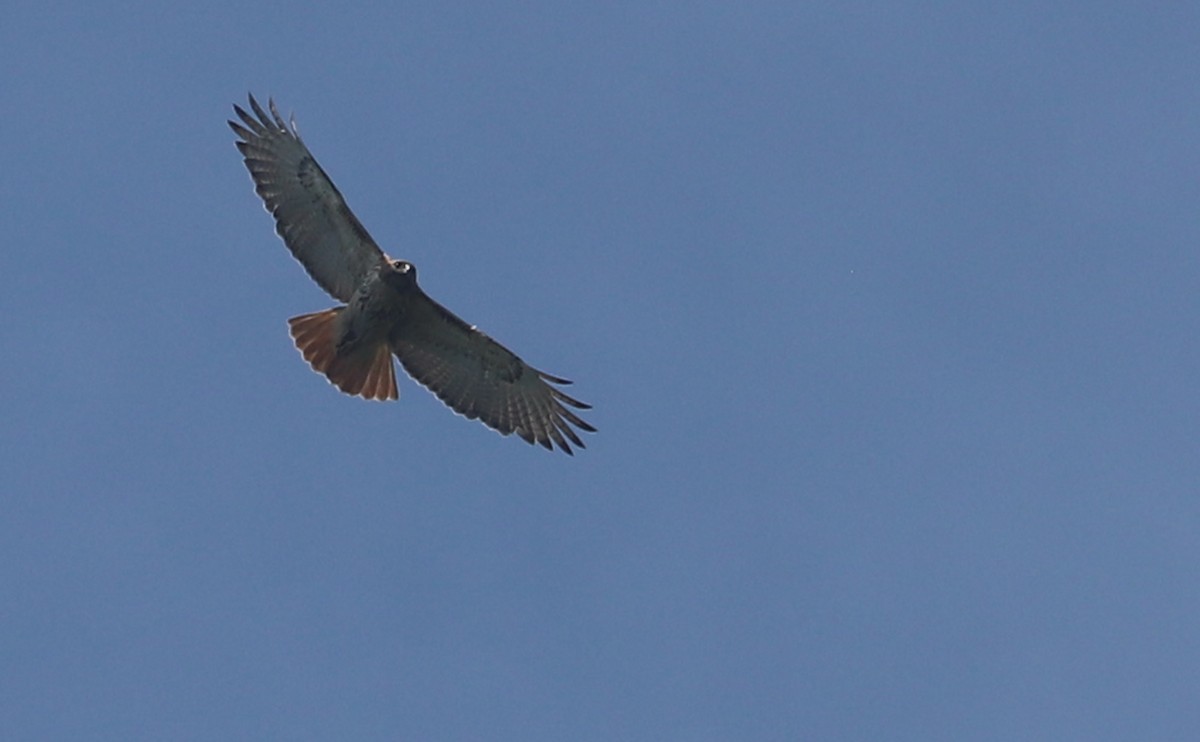 Red-tailed Hawk (borealis) - ML621081823