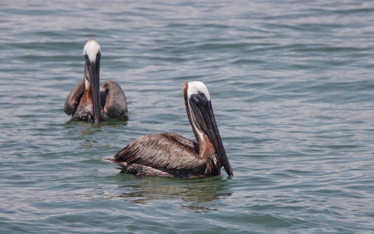 pelikán hnědý - ML621081824