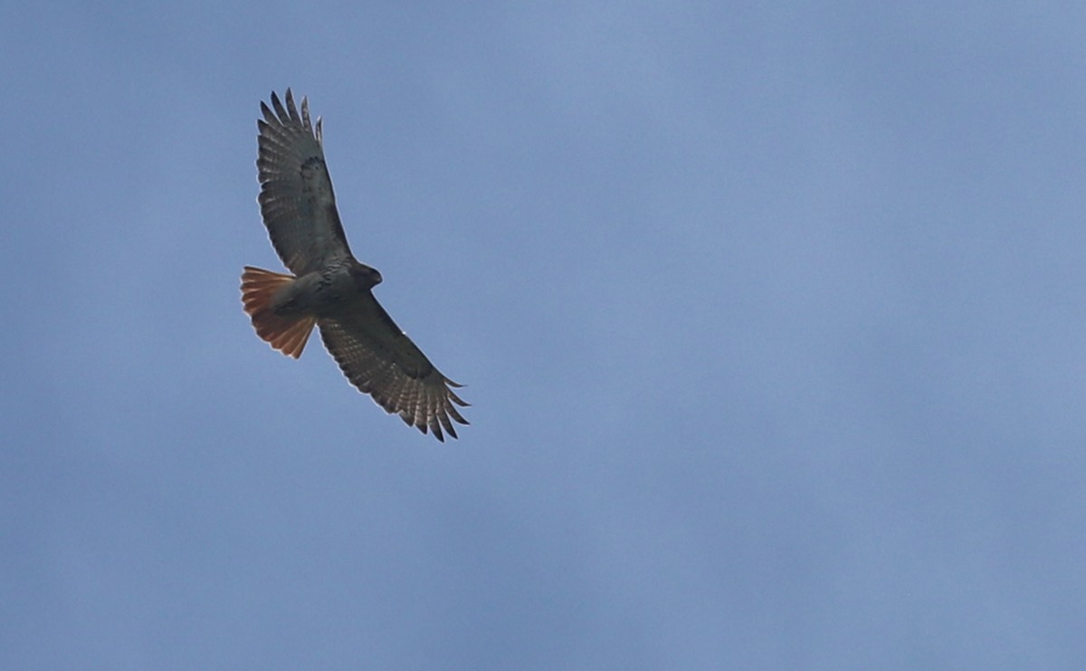 Red-tailed Hawk (borealis) - ML621081825