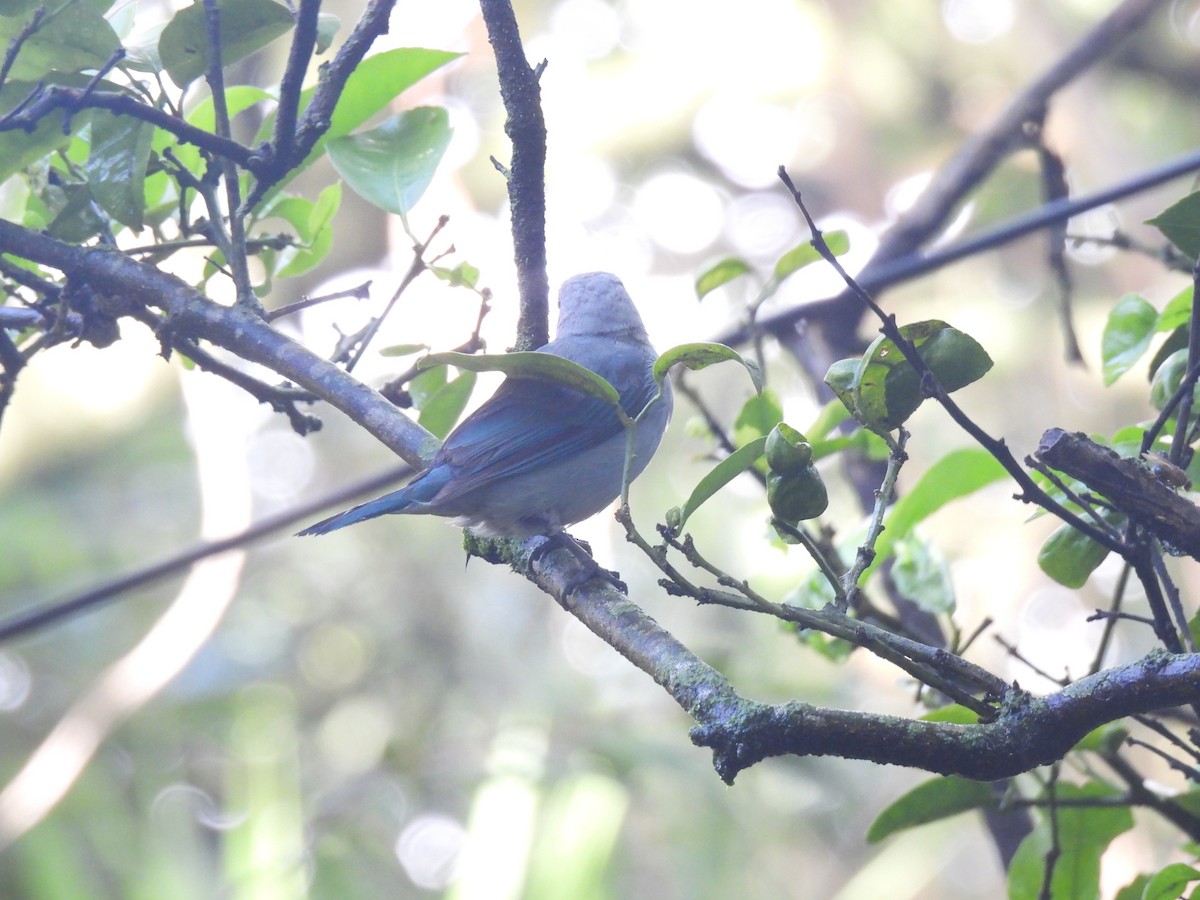 Blue-gray Tanager - ML621081828