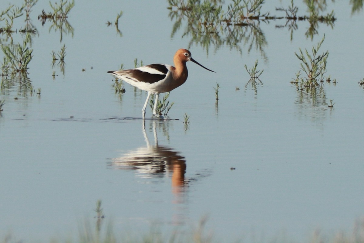 American Avocet - ML621081848