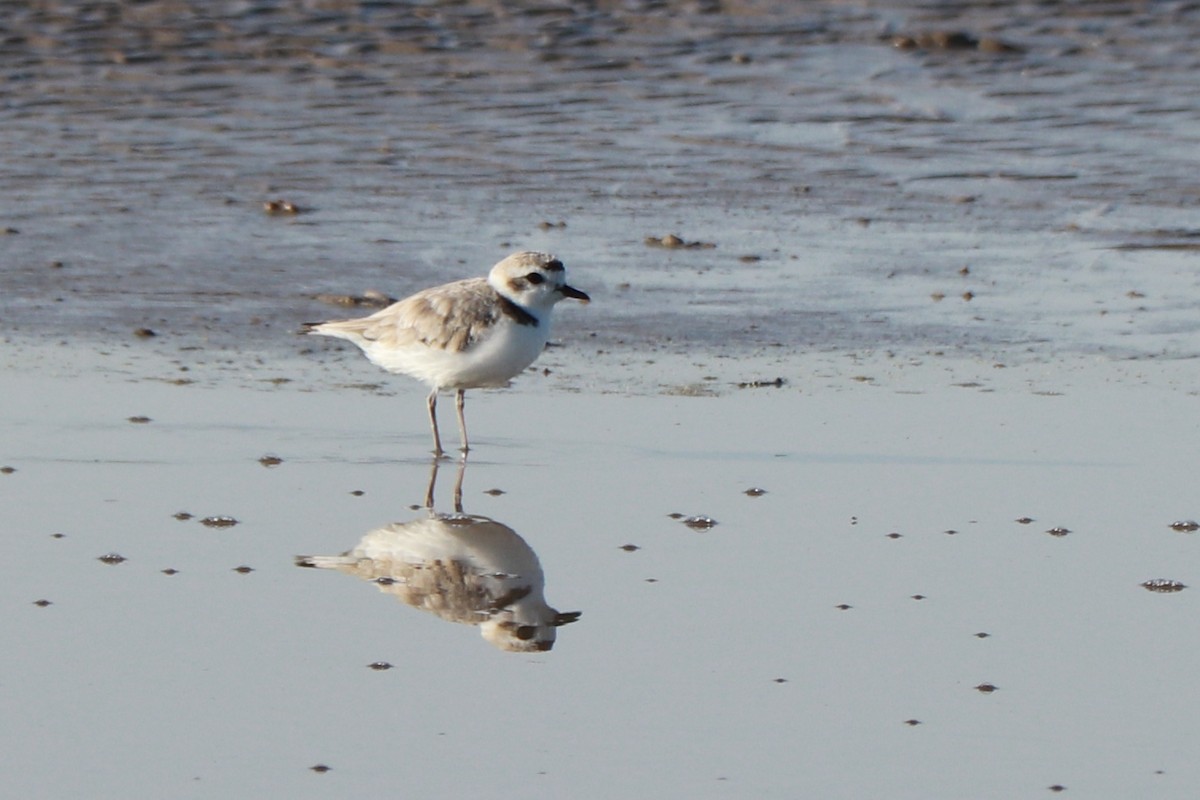 Snowy Plover - ML621081854