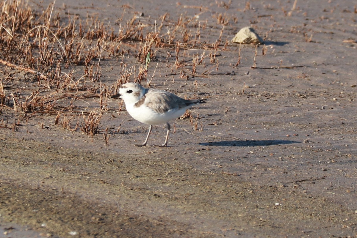 Snowy Plover - ML621081856