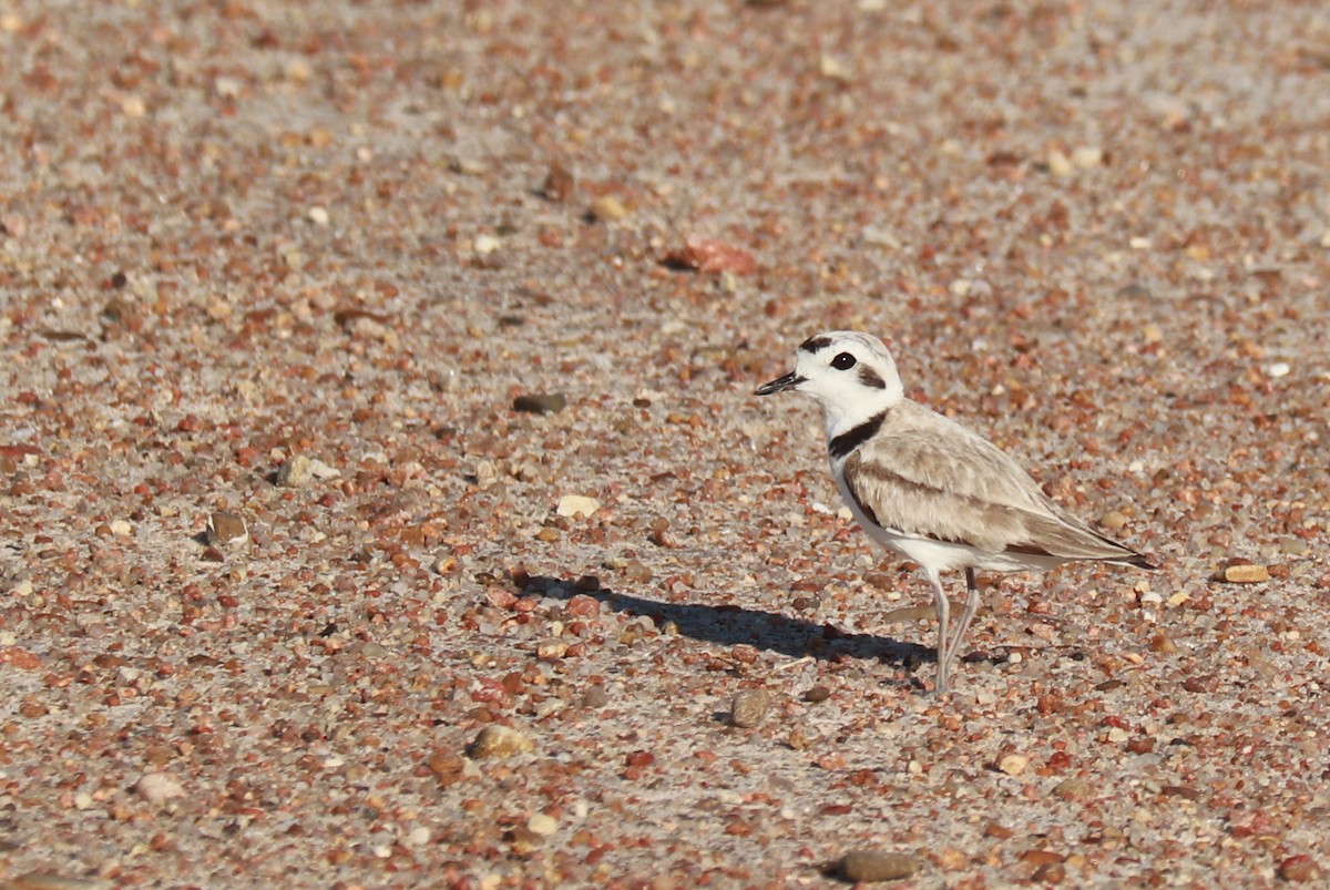 Snowy Plover - ML621081857