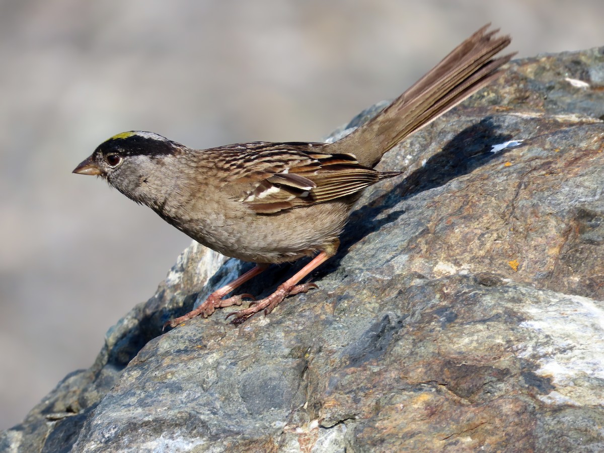 Golden-crowned Sparrow - ML621081866