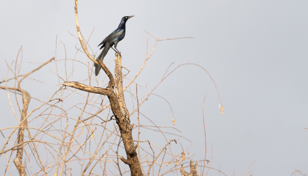 Great-tailed Grackle - ML621081904