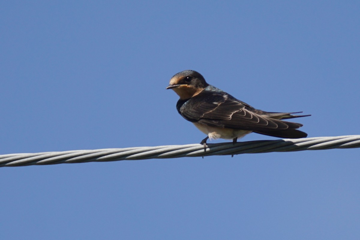 Barn Swallow - ML621081929