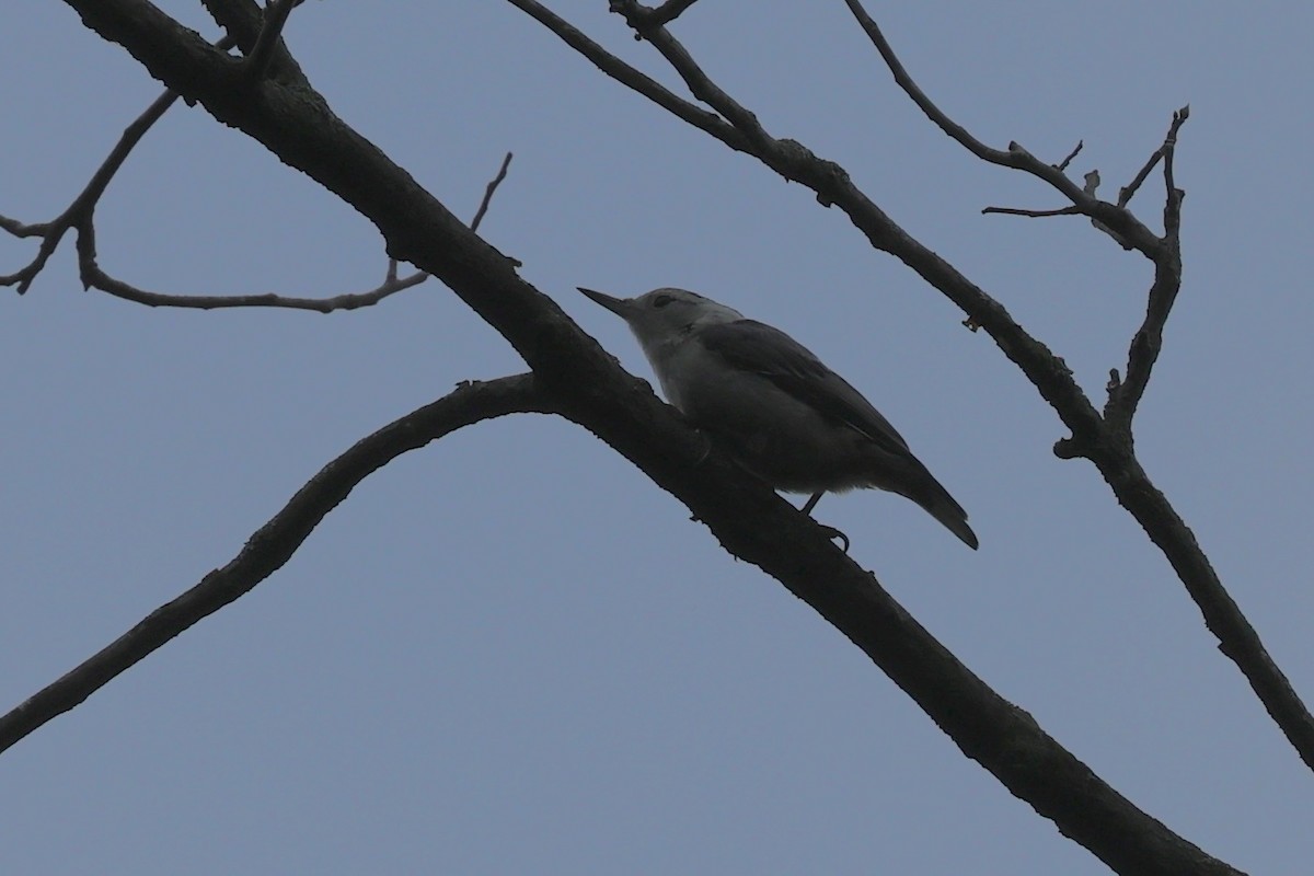 White-breasted Nuthatch - ML621081951