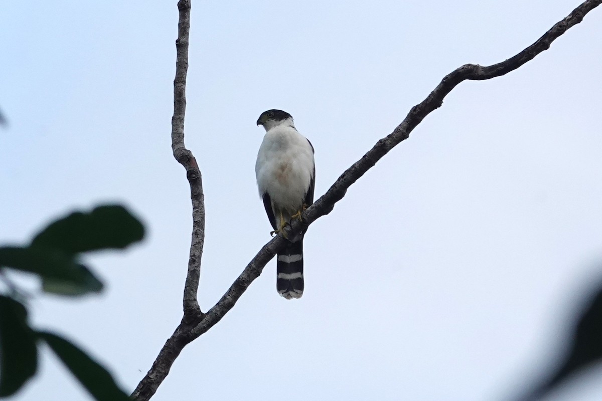 Buckley's Forest-Falcon - ML621082011