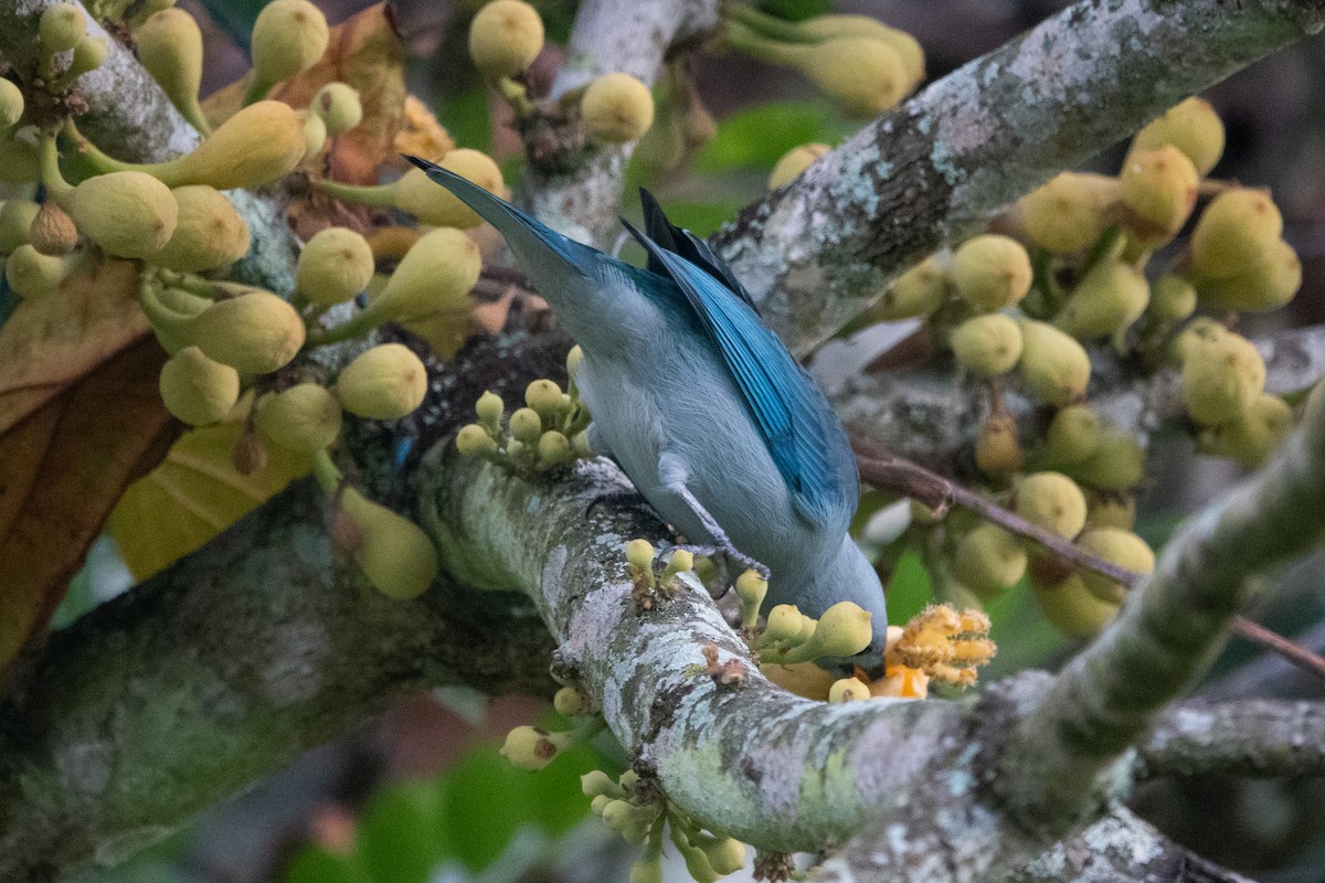 Blue-gray Tanager - ML621082016