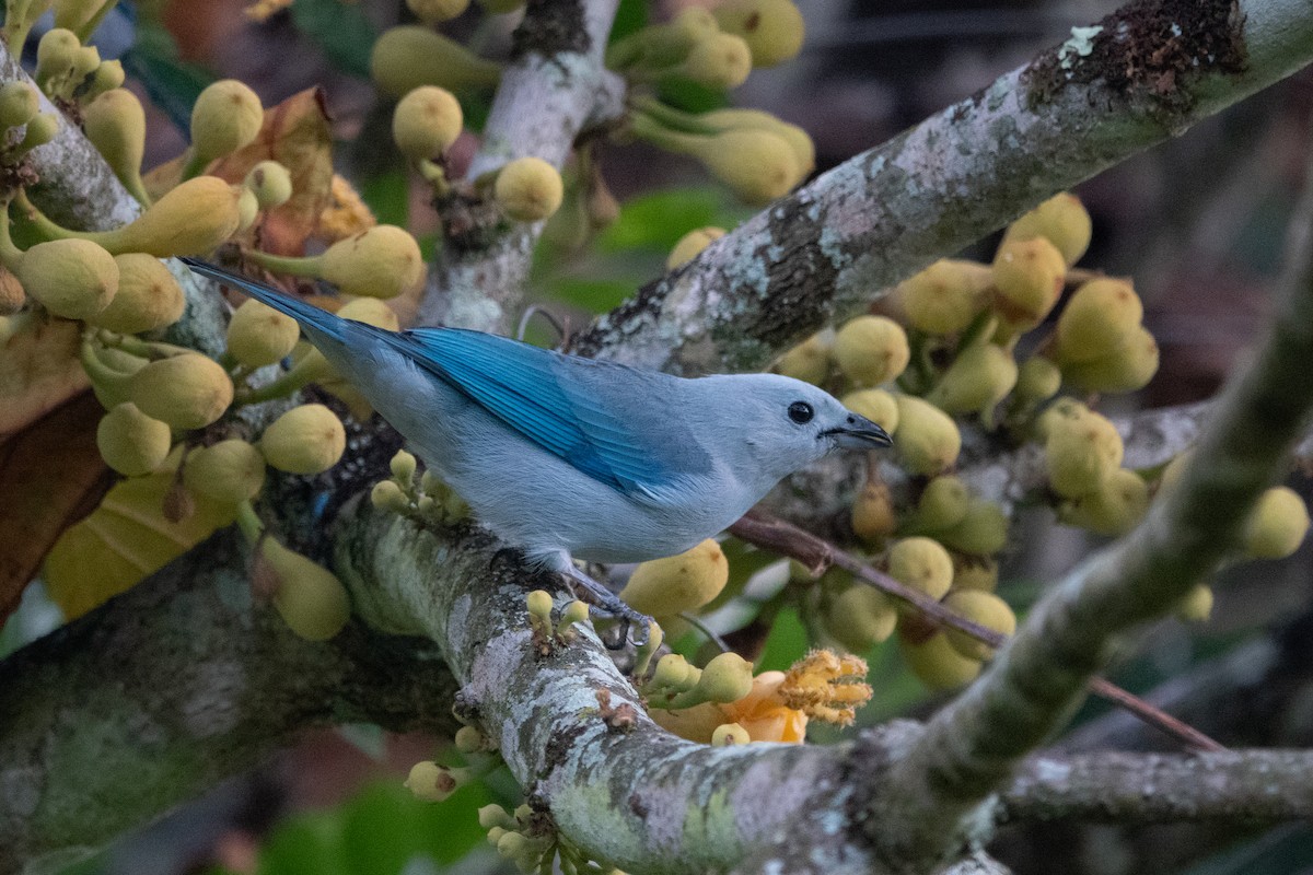 Blue-gray Tanager - ML621082017