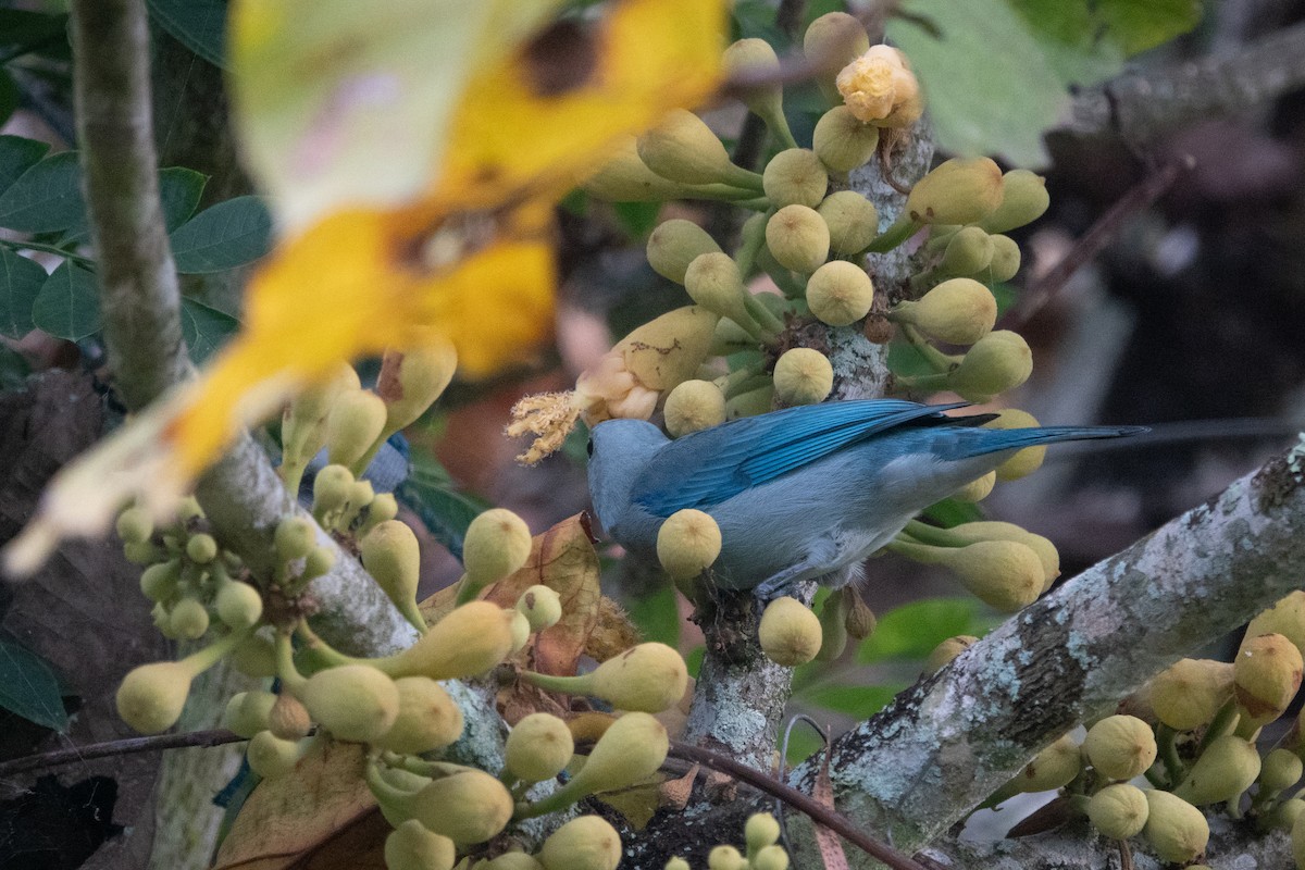 Blue-gray Tanager - ML621082018