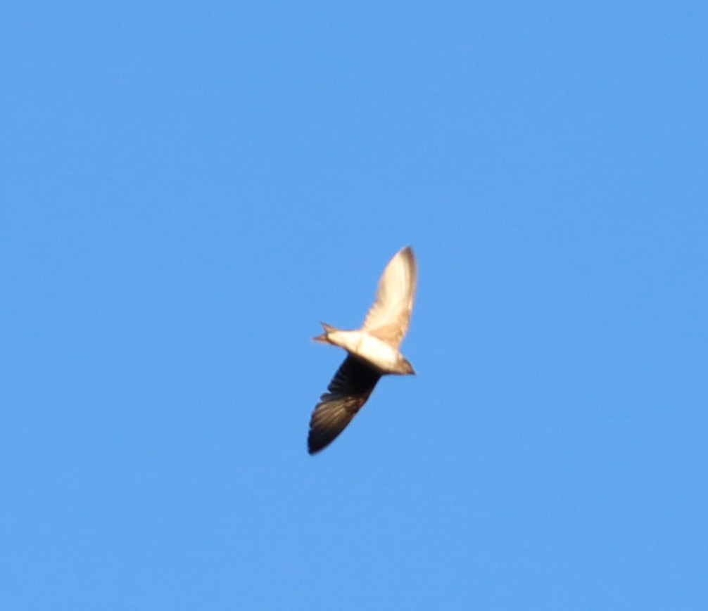 Northern Rough-winged Swallow - ML621082019