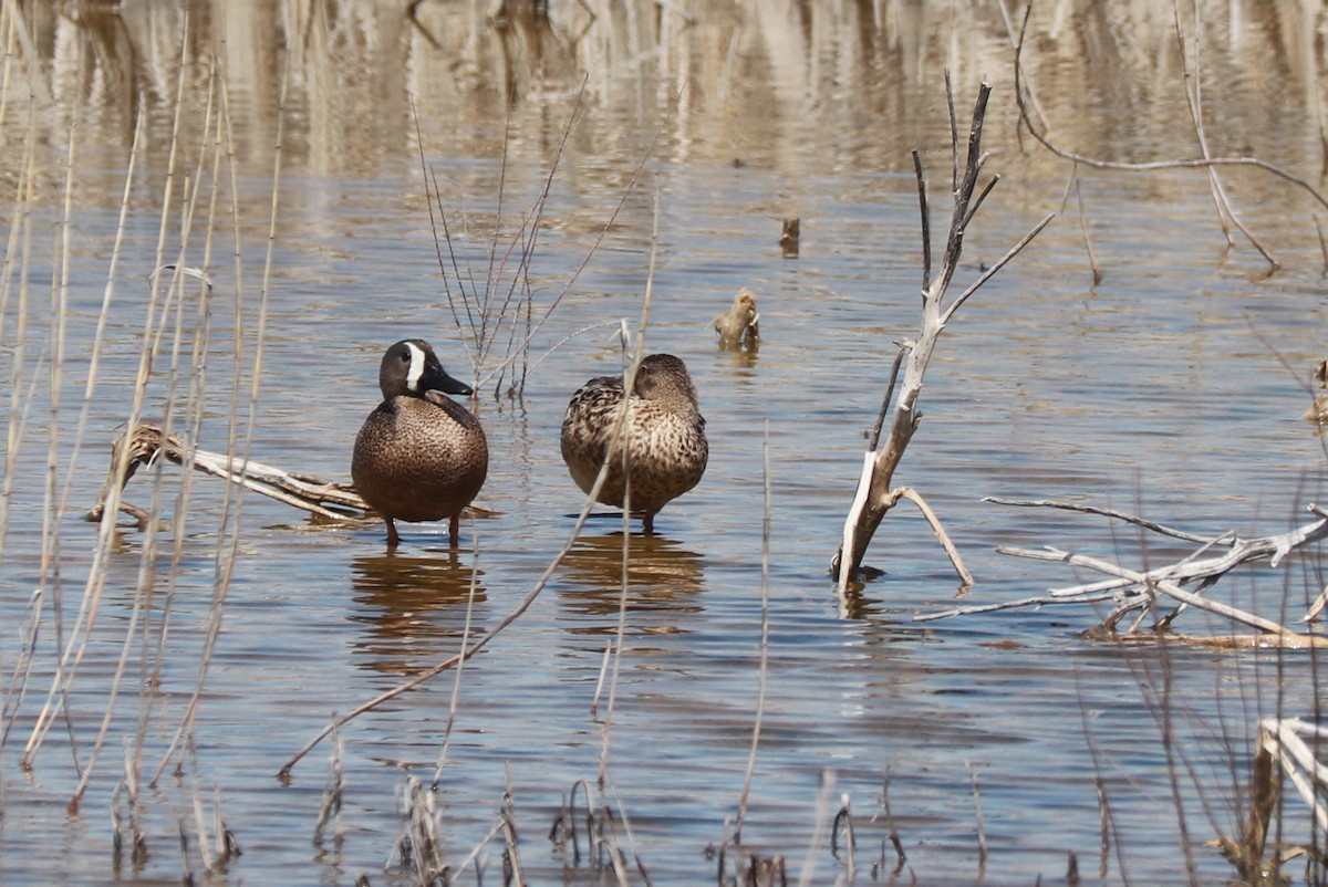 Blue-winged Teal - ML621082020