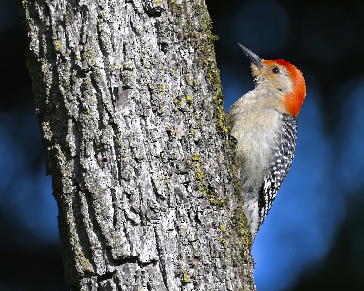 Red-bellied Woodpecker - ML621082021