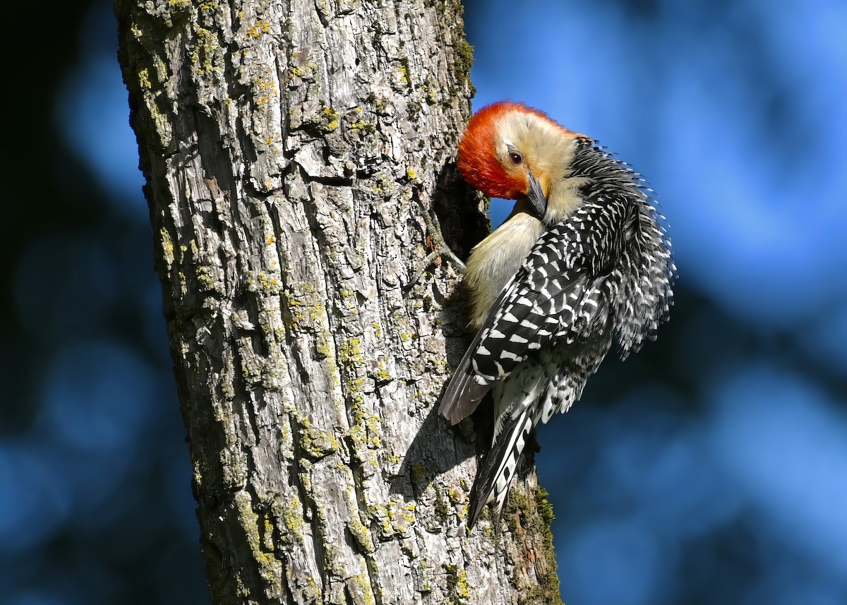 Red-bellied Woodpecker - ML621082025