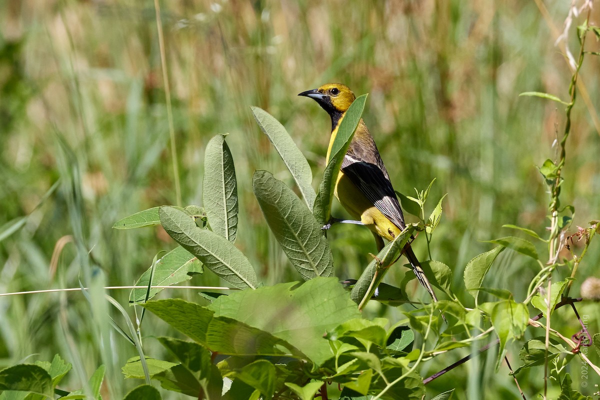 Orchard Oriole - ML621082048