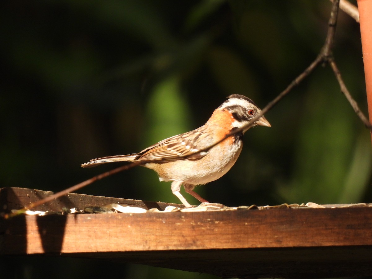 Rufous-collared Sparrow - ML621082051