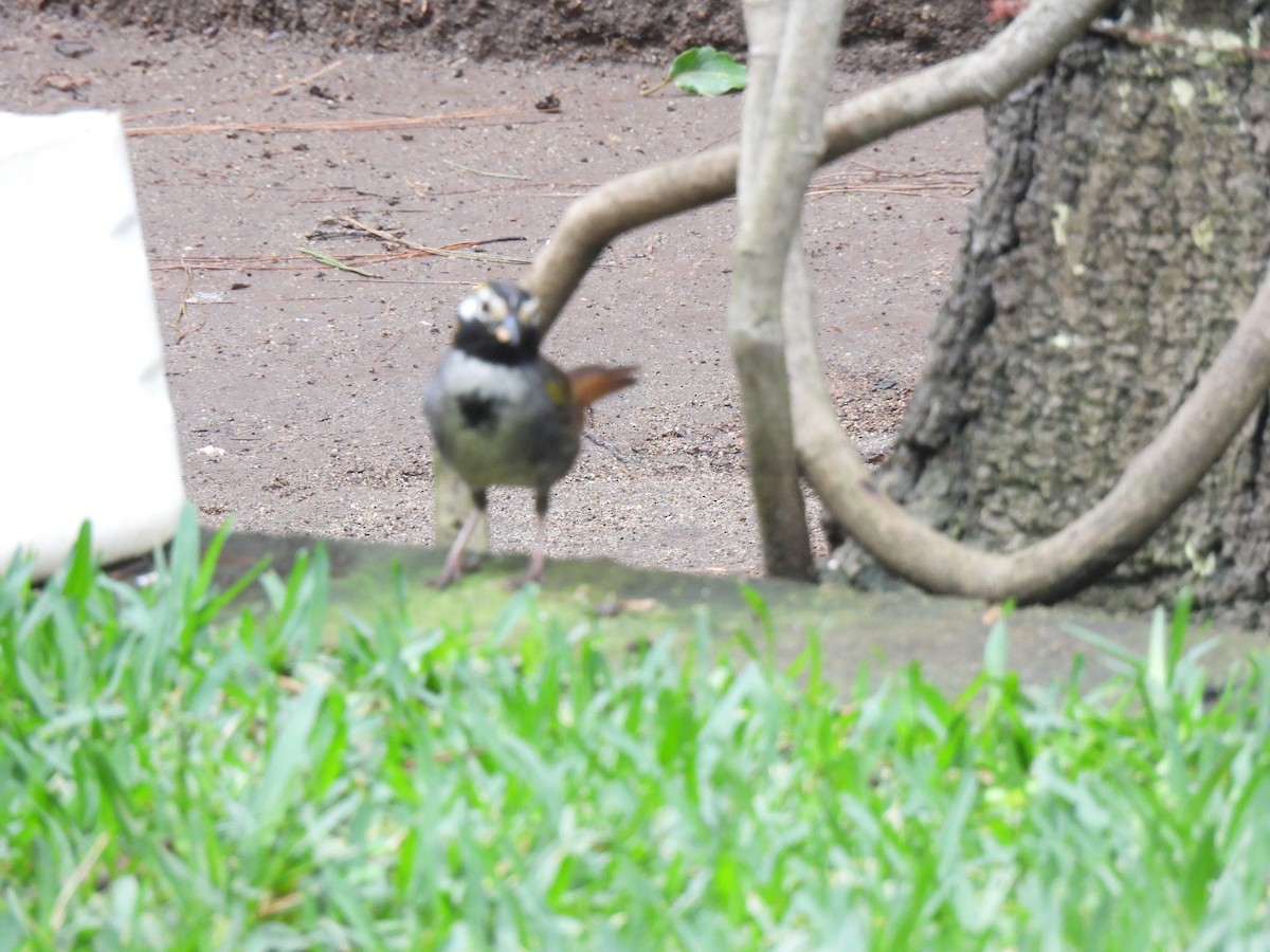 White-eared Ground-Sparrow - ML621082054