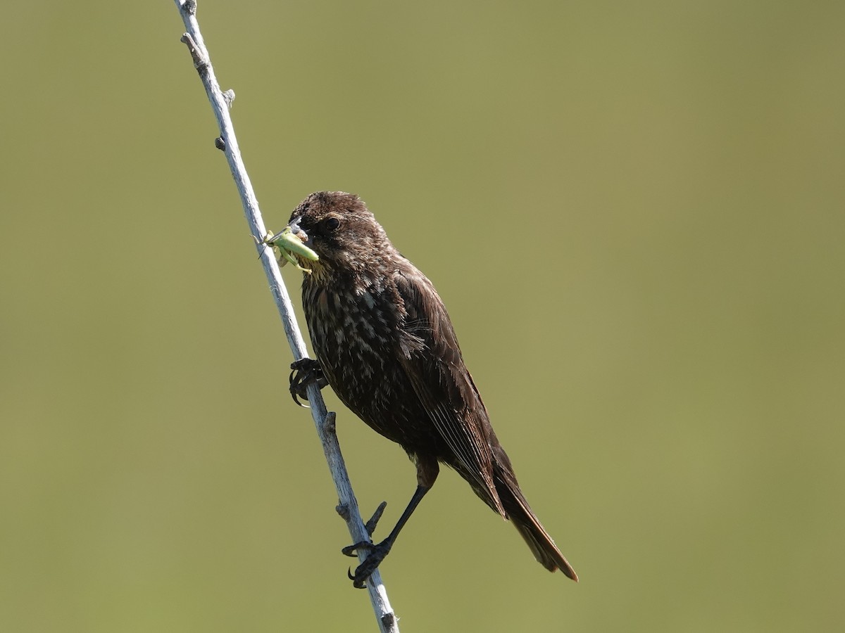 Red-winged Blackbird - ML621082058